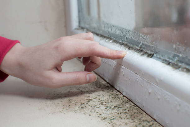 Best Industrial Mold Remediation  in Meadowbrook, VA