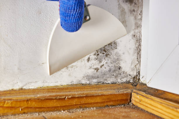 Best Basement Mold Removal  in Meadowbrook, VA